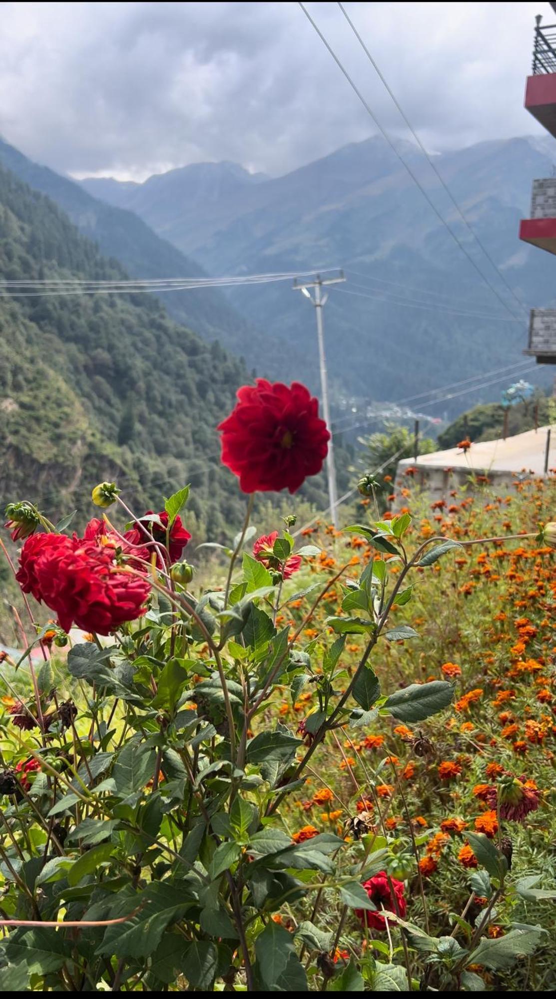 Wildflower Homestay *